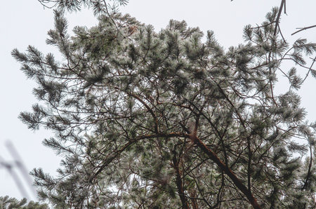 Bottom view of pine branches with frost. White coniferous trees against gray sky. Winter weatherの写真素材