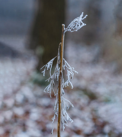 Winter branch with frost, similar to icicle or Christmas tree decoration. Fairytale photo for designの写真素材