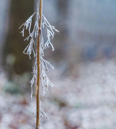 Macro photo of delicate branch covered in frost. Winter branch with frost that looks like icicleの写真素材