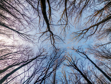 View of sky through branches of trees. Winter forest without leaves. Bottom view background.Mystical photoの写真素材