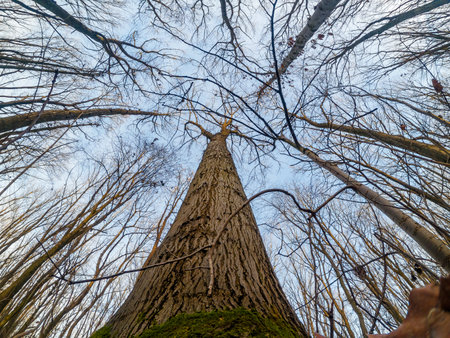 Tall tree growing in the sky. View from bottom perspective. Moss wraps roots, textured bark.の写真素材
