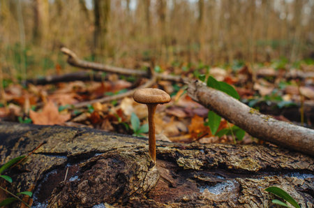 Single mushroom growing on old log with melted snow crystals in winter forest. Blurred backgroundの写真素材
