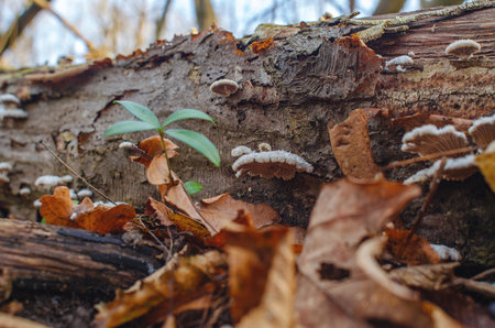 Mushrooms growing on old log in winter forest. Mushroom biology. Forest blurred backgroundの写真素材