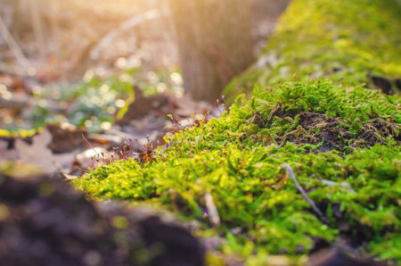 Macro photo of green moss in winter forest. Blurred background of forest surface. Selective focusの写真素材