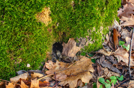 Macro photo of burrow in green moss near fallen leaves. Peaceful view of the forest. Wintering of...