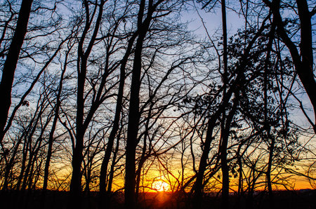 Sun sets with golden glow through forest branches. Peaceful sunset through dark trees. Semidarknessの写真素材