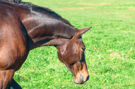 Brown racing stallion with short mane. Portrait of horse in profile. Blurred background of pastureの写真素材