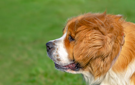 Side view of head of Moscow watchdog against green grass. Red and white dog with long fur and long earsの写真素材