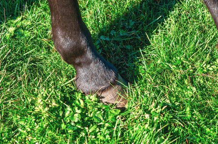 Horse's leg with hoof. Large horse's hoof on black leg. Green summer pasture backgroundの写真素材
