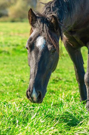 Black horse with white spot on forehead with expressive look. Tousled mane. Green grass on pastureの写真素材