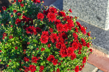 Bush of red chrysanthemums in flowerbed. Blurred city background. Growing flowers in autumnの写真素材