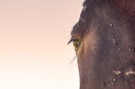 Big shiny eye of horse with long black eyelashes. Head of brown horse in profile, close-up. Sunsetの写真素材