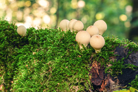 Clear photo of small beige mushrooms among green moss. Pear-shaped (Apioperdon pyriforme), saprobic mushroom. Blurred backgroundの写真素材