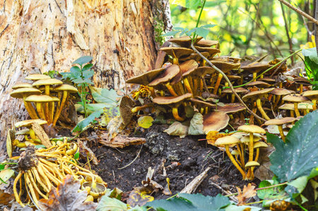 luster of mushrooms with brown caps growing near tree trunk, in fallen leaves. Blurred forest backgroundの写真素材