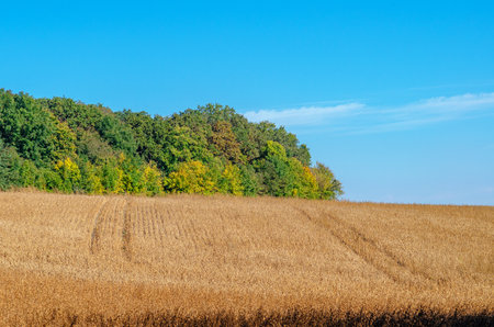 Golden field with green trees and yellow bushes on horizon under blue sky. Agricultural landscapeの写真素材