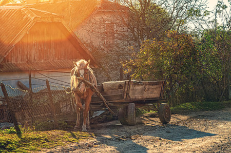 Vintage horse-drawn cart near sloping fence in sunlight. Horse in harness near cart. Rural sceneの写真素材