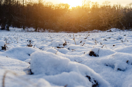 Low angle view of white snow drifts illuminated by sunlight through tree branches. winter landscapeの写真素材