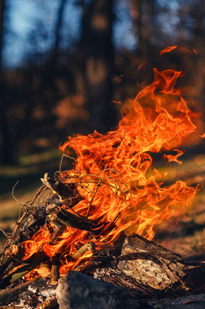 Blazing Fire in Forest at Sunsetの写真素材