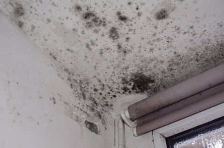 Toxic black mold on walls and ceiling near window with blinds in roomの写真素材