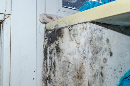 Black mold on damp bathroom walls near sink with glovesの写真素材