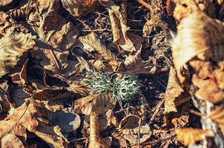 Lichen on forest floor with leaf. Spring sceneの写真素材