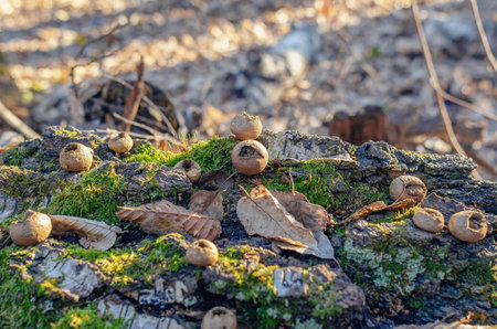Gem-studded puffball fungi on moss-covered log in woodland sceneの写真素材