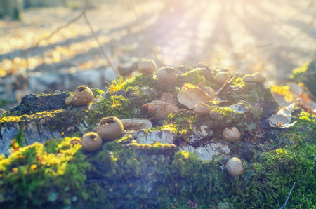 Common puffball mushrooms on mossy log in forest with leavesの写真素材