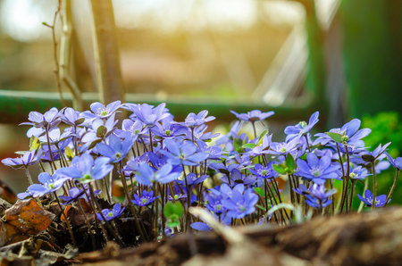 Vivid blue hues of hepatica blossoms painting the woodland floor with nature s delicate artistryの写真素材