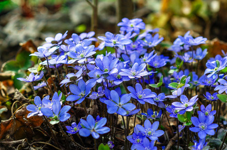The wild beauty of spring: hepatica blossoms glowing in a sunlit meadow filled with forest whispersの写真素材