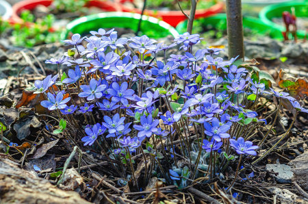 Jewels of forest floor: blue hepatica flowers flourishing in the fresh springtime woodland airの写真素材