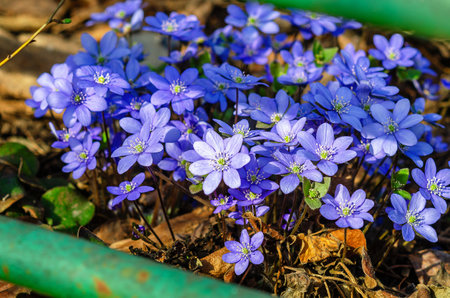 A carpet of blue: hepatica blossoms covering the ground in a dazzling display of springtime wonderの写真素材