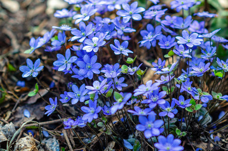 Forest symphony in blue: hepatica flowers swaying in the breeze, creating masterpiece of natureの写真素材