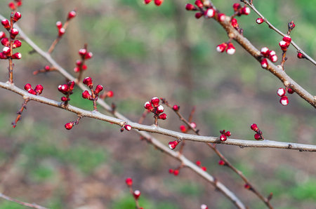 Nature rebirth: macro of fresh blossoms emerging on treeの写真素材