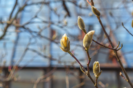 Buds of a magnolia tree in a spring garden in the rays of the sunの写真素材