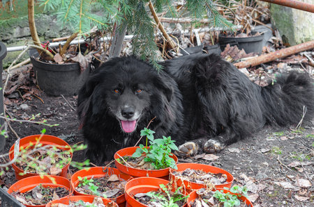 Canine napping by potted plants on forest ground in serene outdoor areaの写真素材