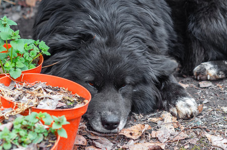Furry black canine napping by orange pots with green plants in natureの写真素材