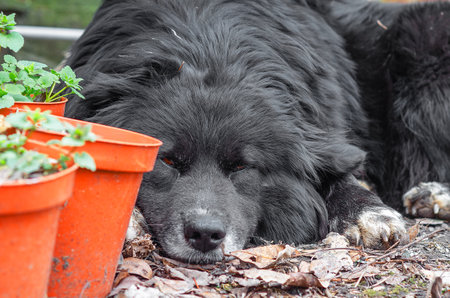 Dog sleeping beside potted greenery on natural floor outdoorsの写真素材