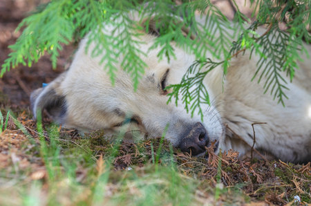 calm white dog sleeps under a thuja bushの写真素材