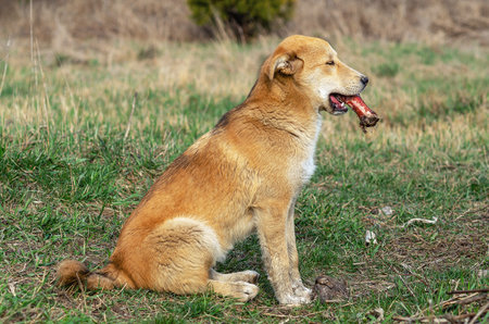 Brown-haired dog sits on grass with a bone in its teethの写真素材