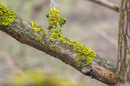 Green lichen on a tree branch in the garden.の写真素材
