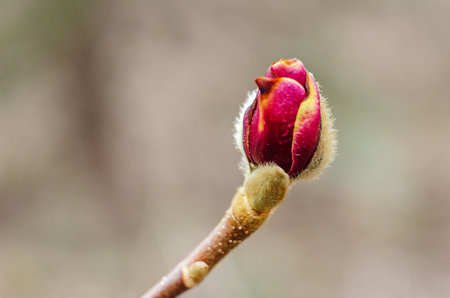 Magnolia Bud Beginning to Bloom in Spring gardenの写真素材
