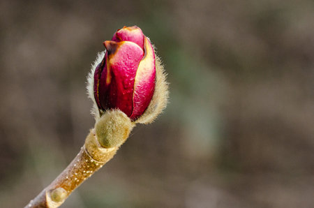 Magnolia Bud Beginning to Bloom in Early Springの写真素材
