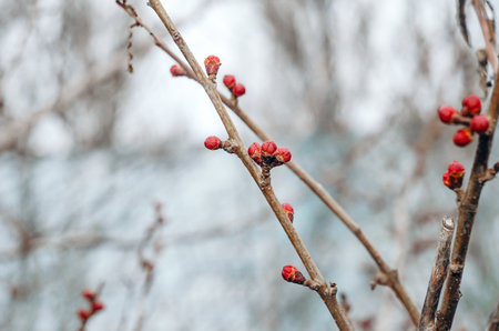 Bud of flowers on a branch in the spring gardenの写真素材