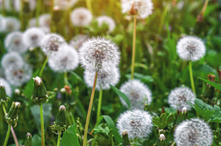 Fluffy dandelions in nature on meadow. Dandelions in spring in field. Selective focus. Natural spring backgroundの写真素材