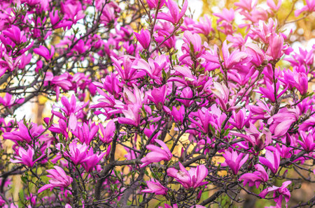 Bush of pink magnolia flowers with varying degrees of opening, buds and blossoms. Blurred natureの写真素材