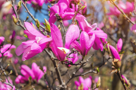 Macro of pink magnolia flowers in varying degrees of opening, fluffy buds and buds visible. Blurred backgroundの写真素材
