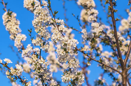 Selective focus of white cherry blossom on branch on blurred background against blue sky. Spring...