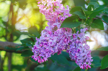 Purple spring lilac flowers on branches. Close-up of lilac on a blurr. Sunlight through lilac bushの写真素材