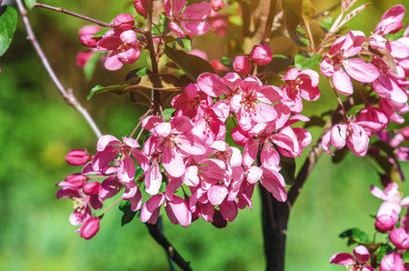 Pink apple blossom in different stages of opening. Full bloom and apple tree buds. Spring tender pictureの写真素材