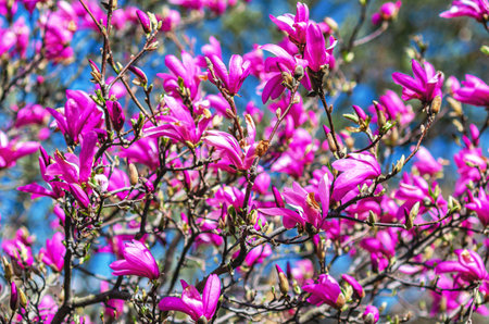 View of pink lush magnolia bush against blurred blue sky. Spring visual effects, natural content, screensaverの写真素材